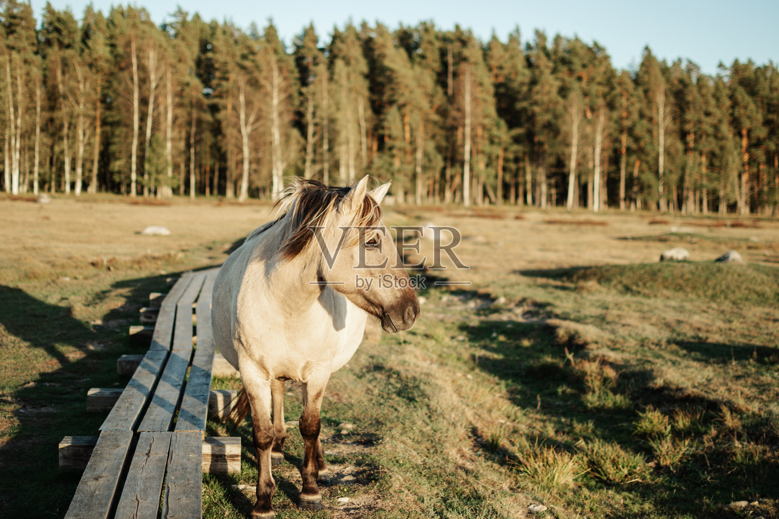 九月在拉脱维亚恩古雷湖自然公园的半野生波兰科尼克马。照片摄影图片