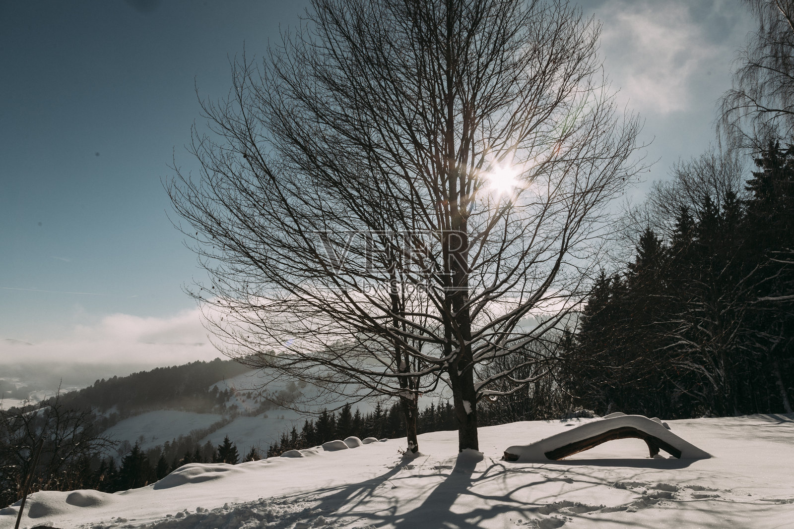 宁静的冬季风景,光秃的树木和阳光穿透雪山照片摄影图片