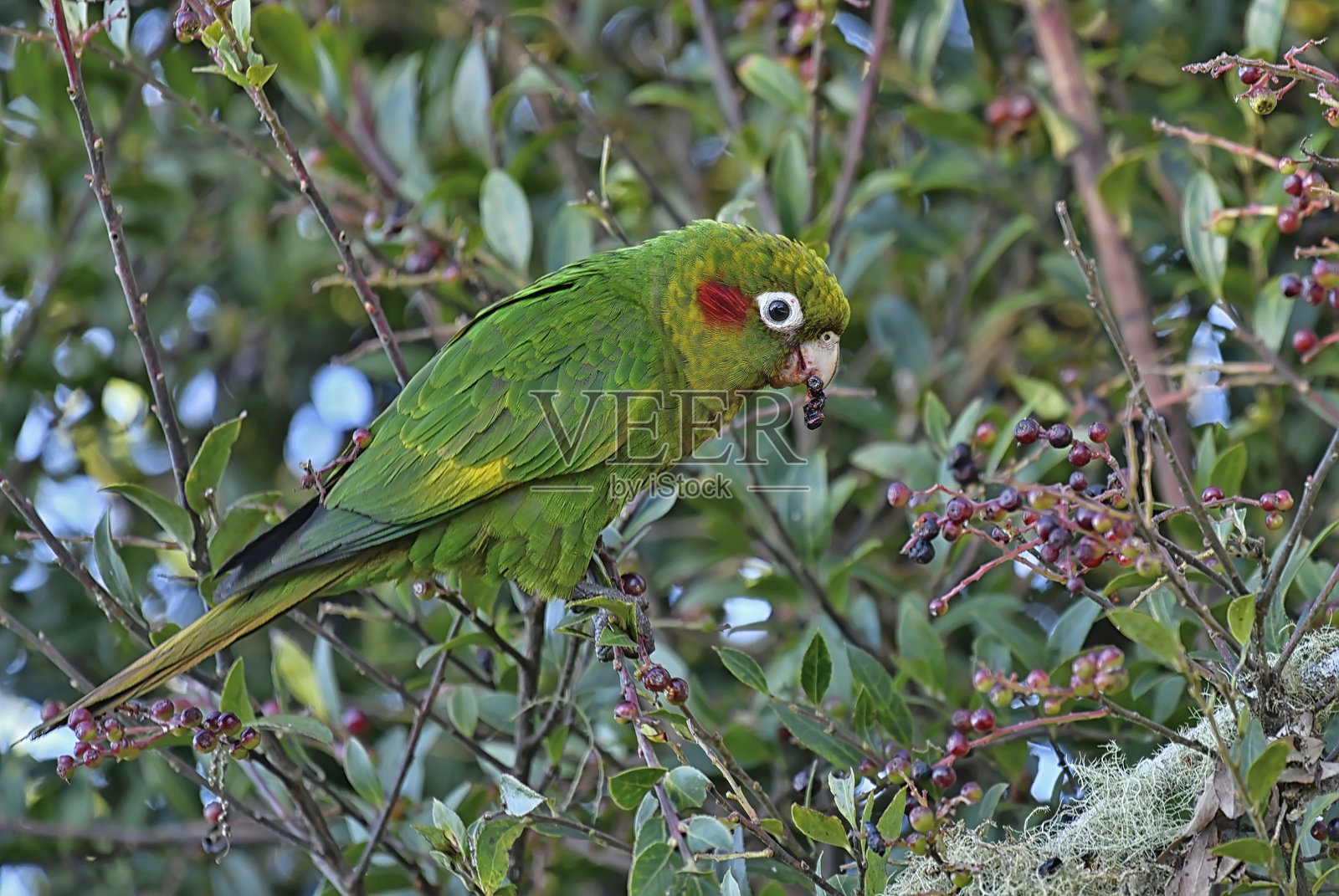 硫磺翅鹦鹉在树上吃浆果照片摄影图片