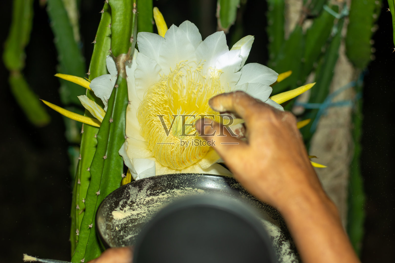 大型龙舌兰花被白色和黄色的花瓣环绕,黄昏后绽放。照片摄影图片