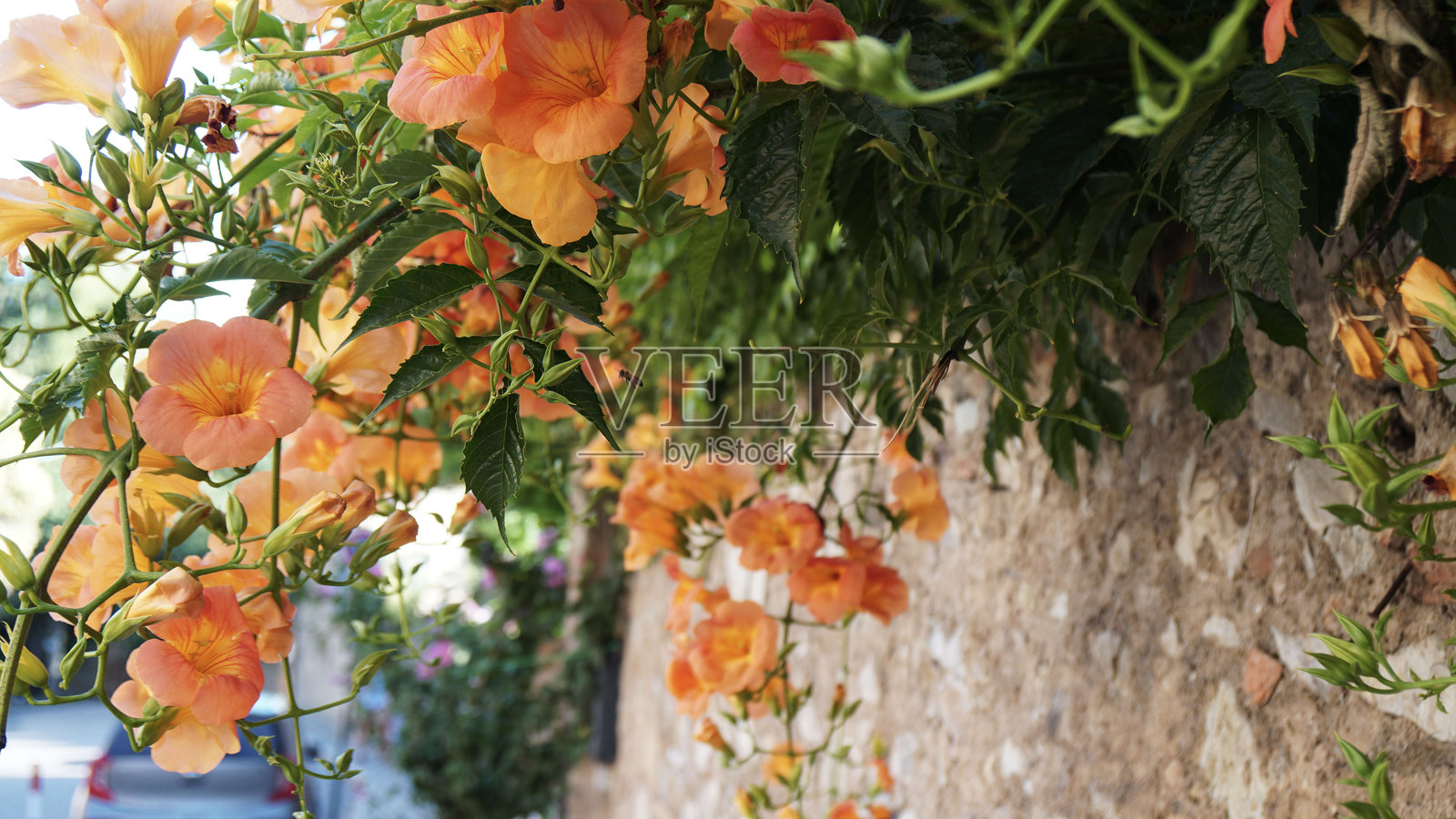 大花紫葳 (Bignonia)。照片摄影图片