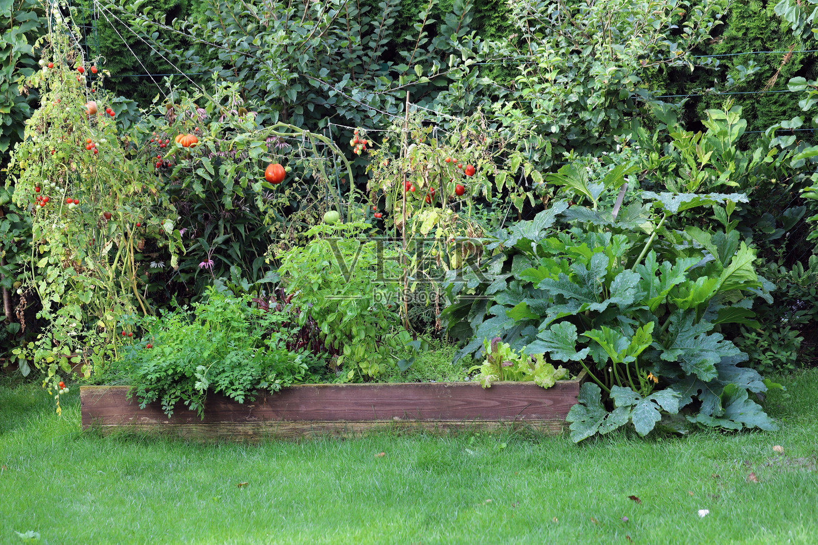 在高架床上种植的蔬菜和草药。作物季节结束,植物开始枯萎。照片摄影图片