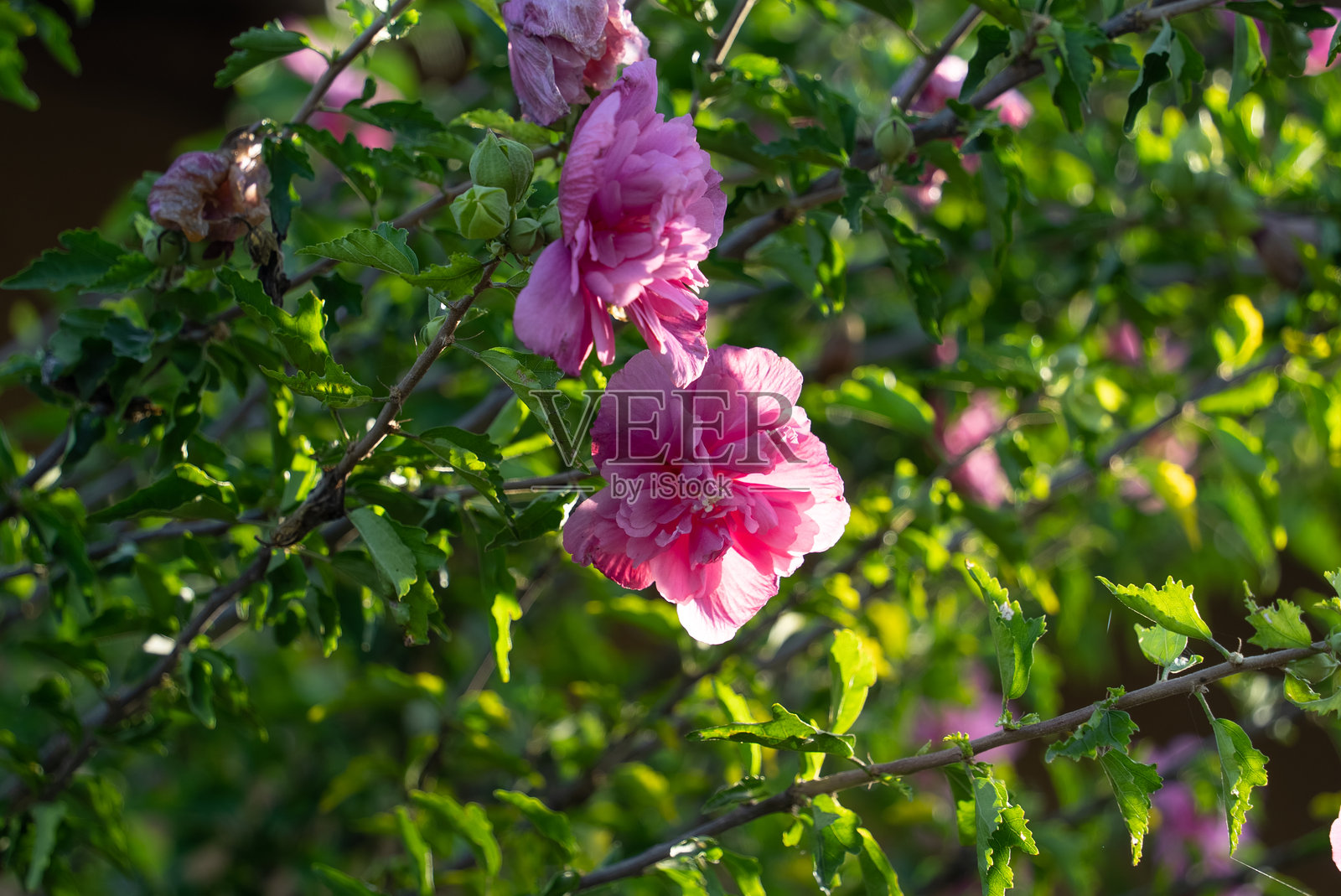 粉色的木槿花照片摄影图片