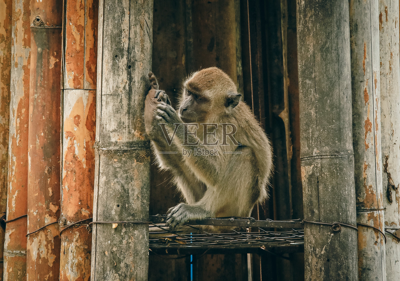 一只猴子在阳光明媚的下午与哥打基纳巴卢动物园的环境互动。照片摄影图片