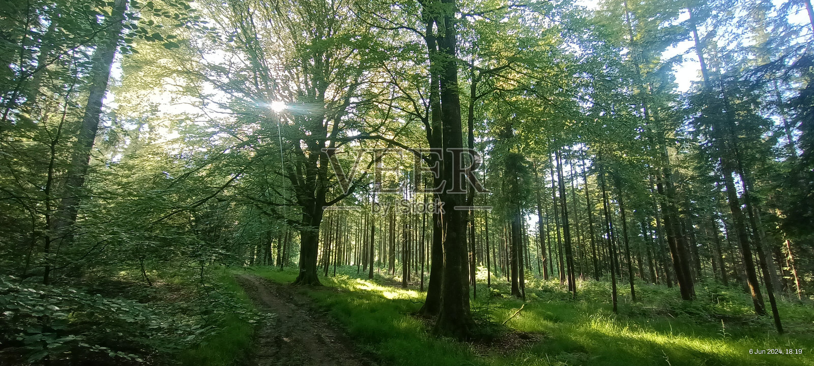 林间漫步 3照片摄影图片
