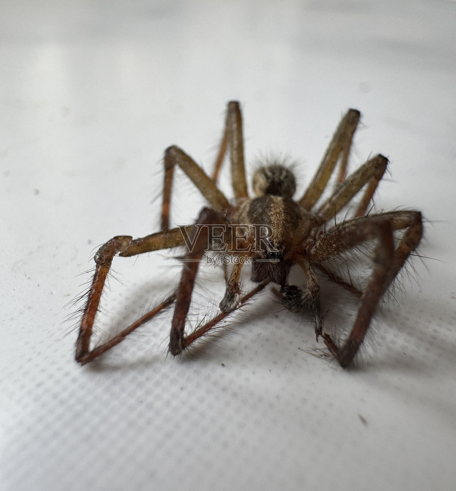 草蜘蛛属(Genus Agelenopsis)照片摄影图片