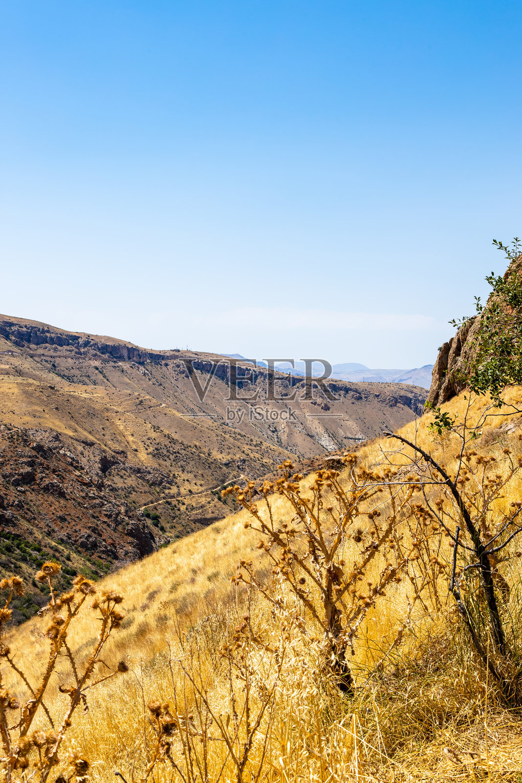 夏日的诺拉万峡谷坡上的蓟花照片摄影图片