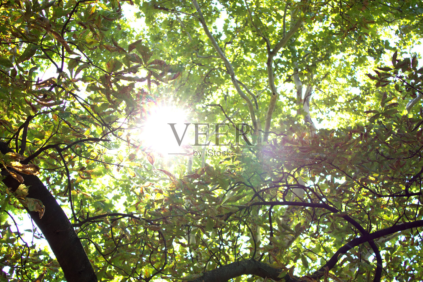 阳光透过绿叶照片摄影图片