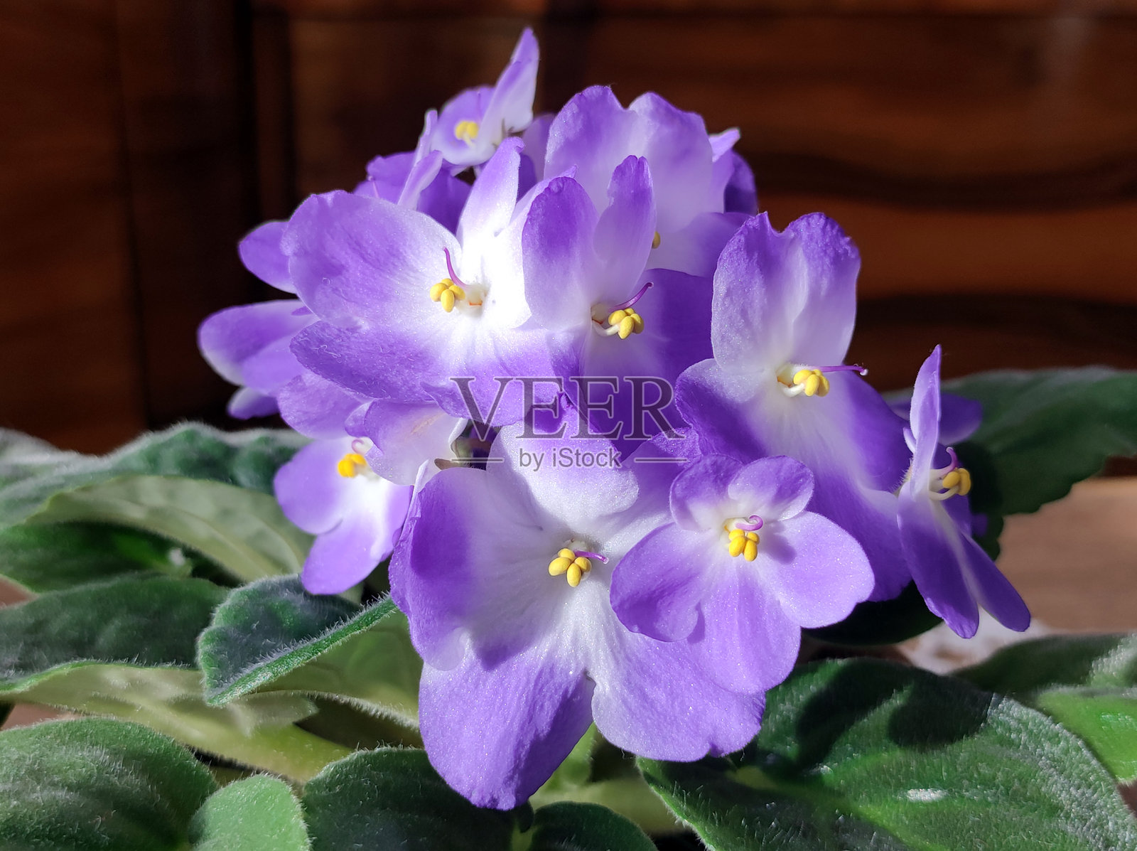 盛开的非洲紫罗兰,种植在花盆中照片摄影图片