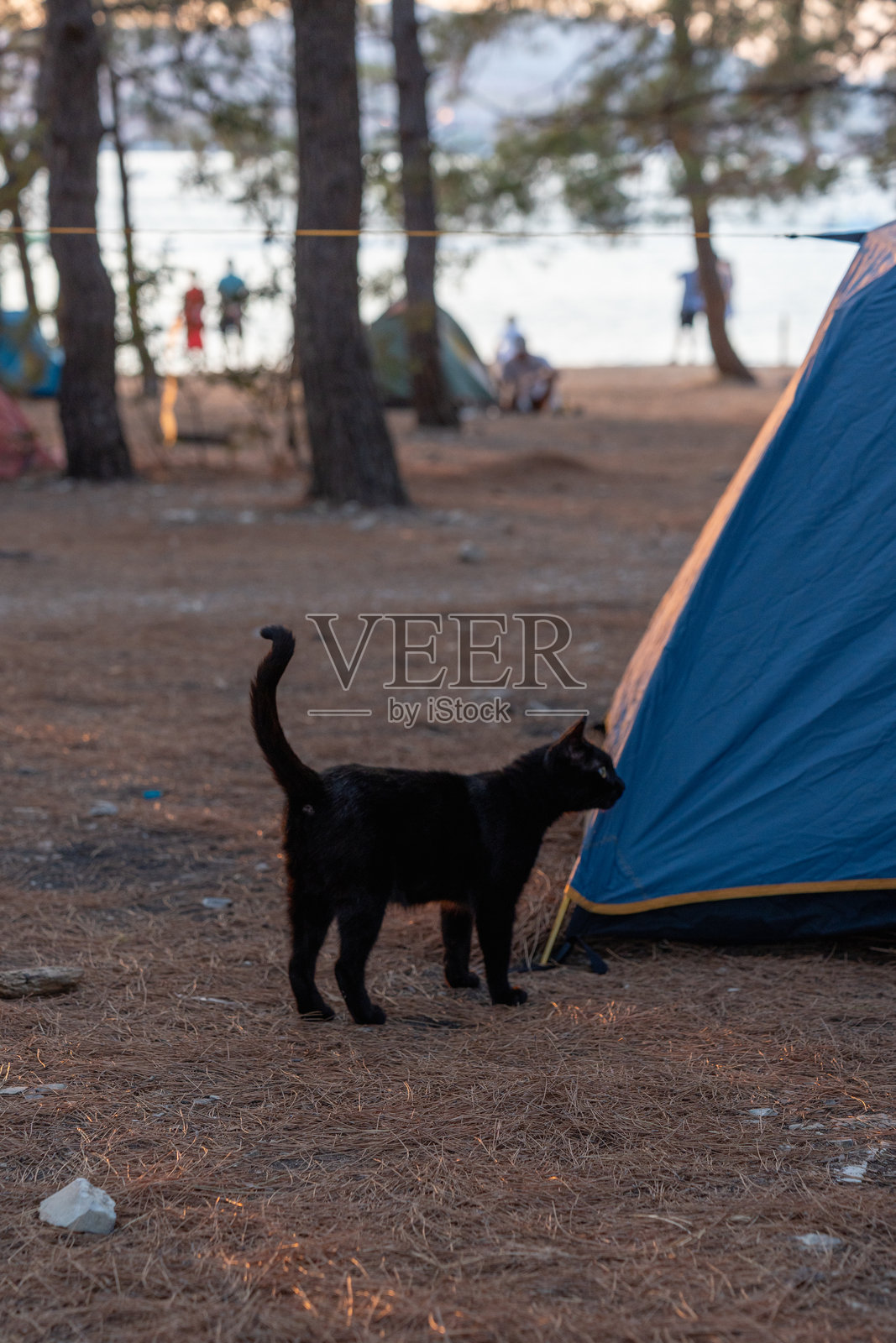 一只黑猫在海边露营地的空地上走动,金色时光的阳光洒在地面和猫身上。照片摄影图片