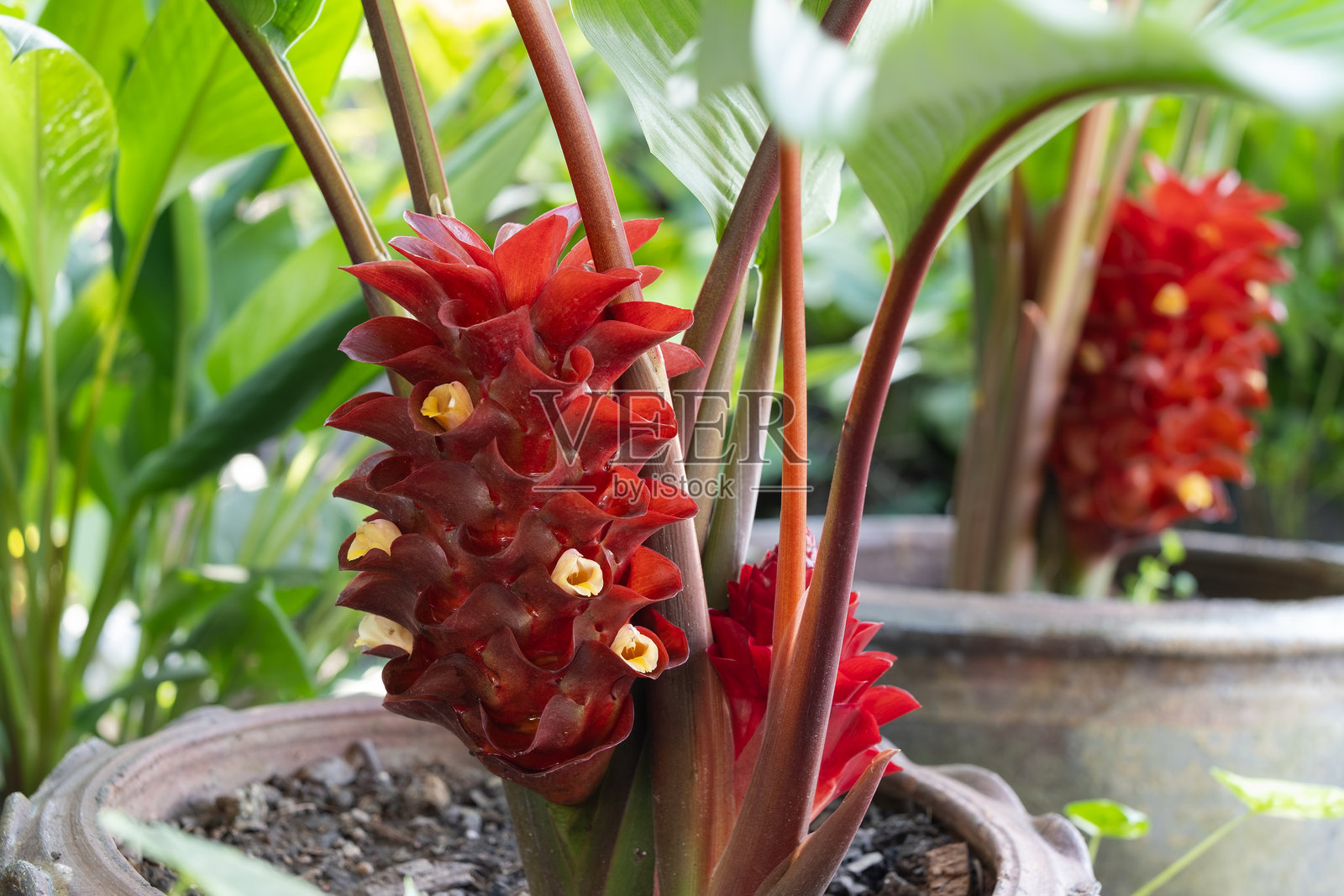 朱砂姜和象牙姜(姜科,姜属Ecomatae亚属)照片摄影图片