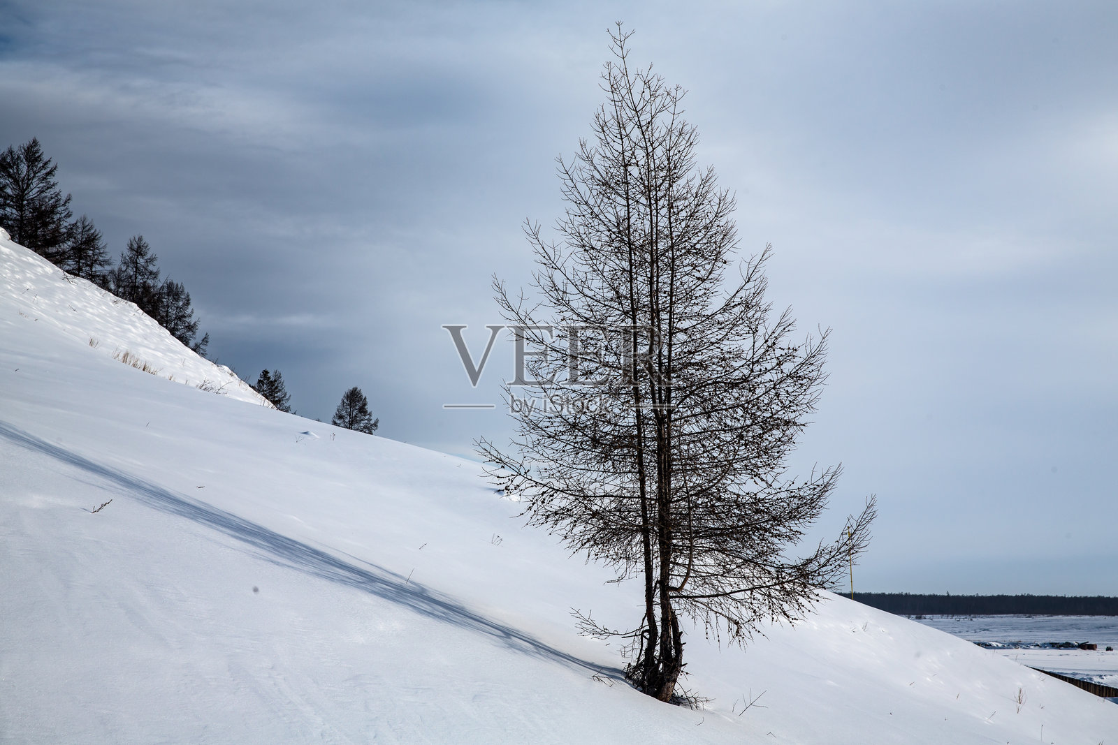 美丽的雪山坡景色,前景中有一棵孤独的树。照片摄影图片
