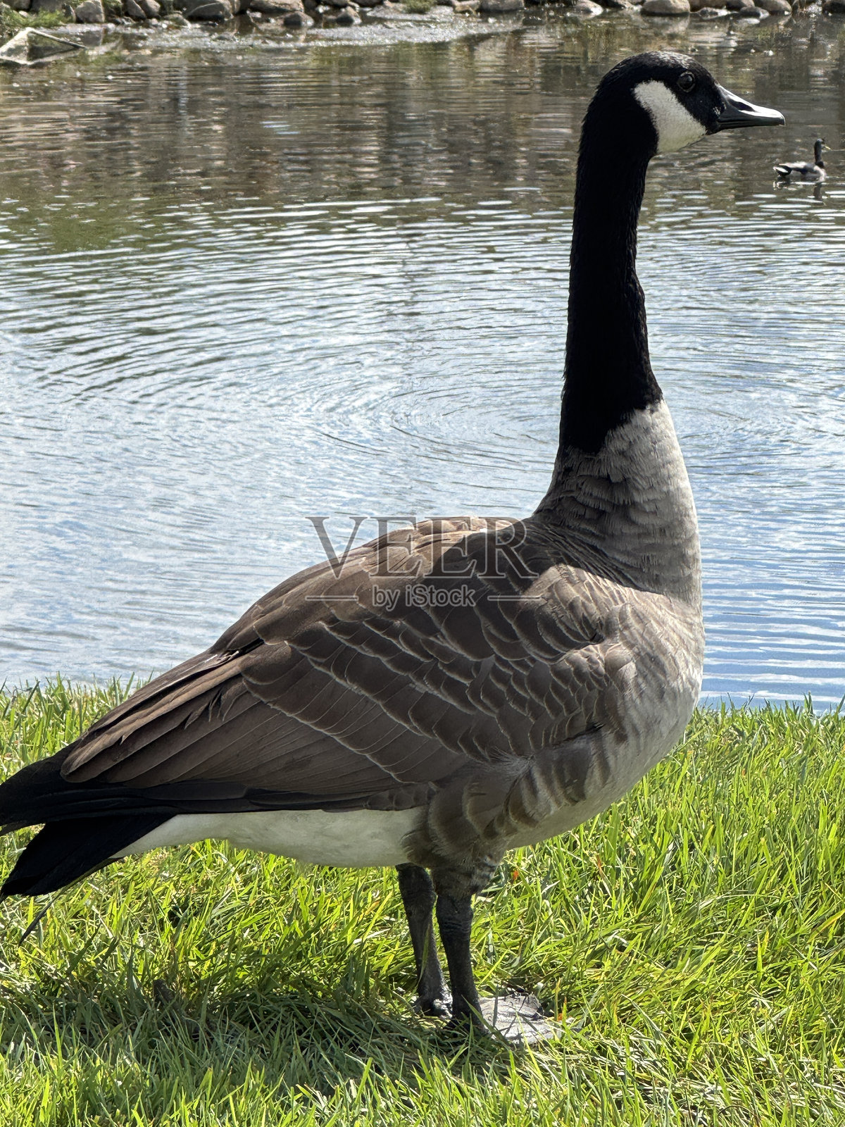 加拿大鹅,也称为Branta canadensis照片摄影图片