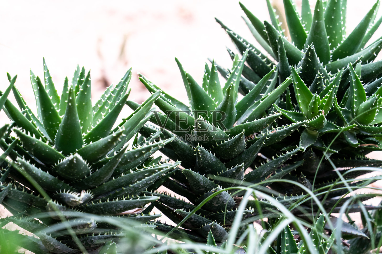 地里生长的多肉植物芦荟照片摄影图片