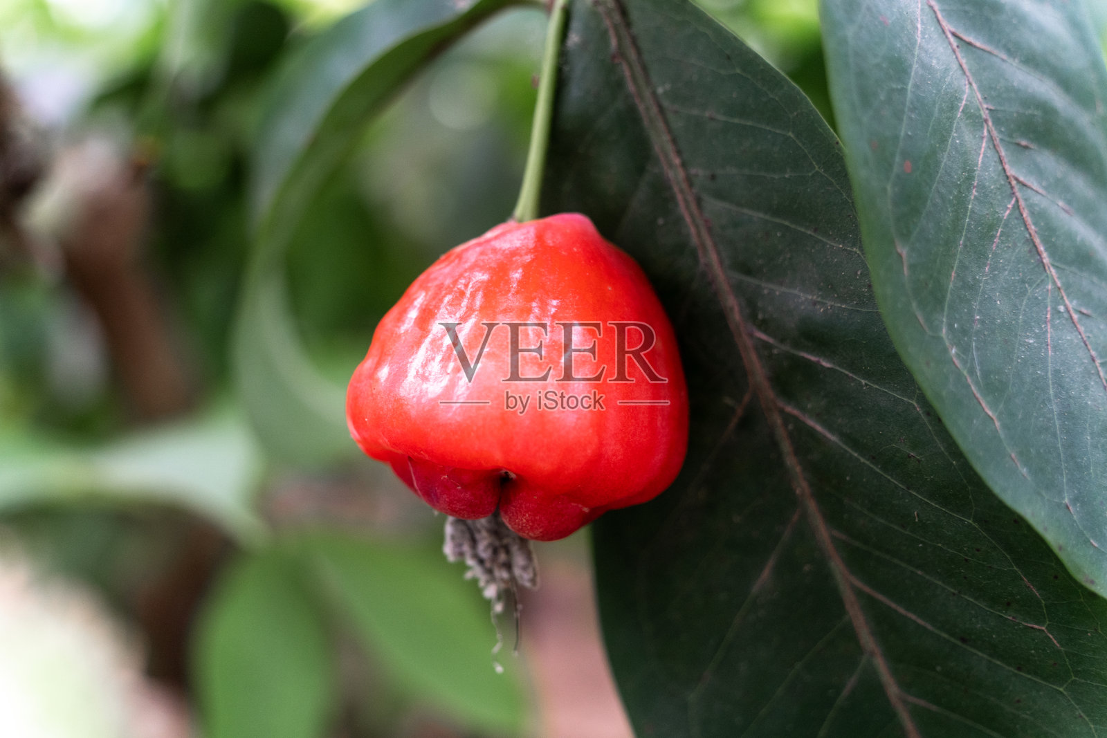 果园里生长的莲雾照片摄影图片