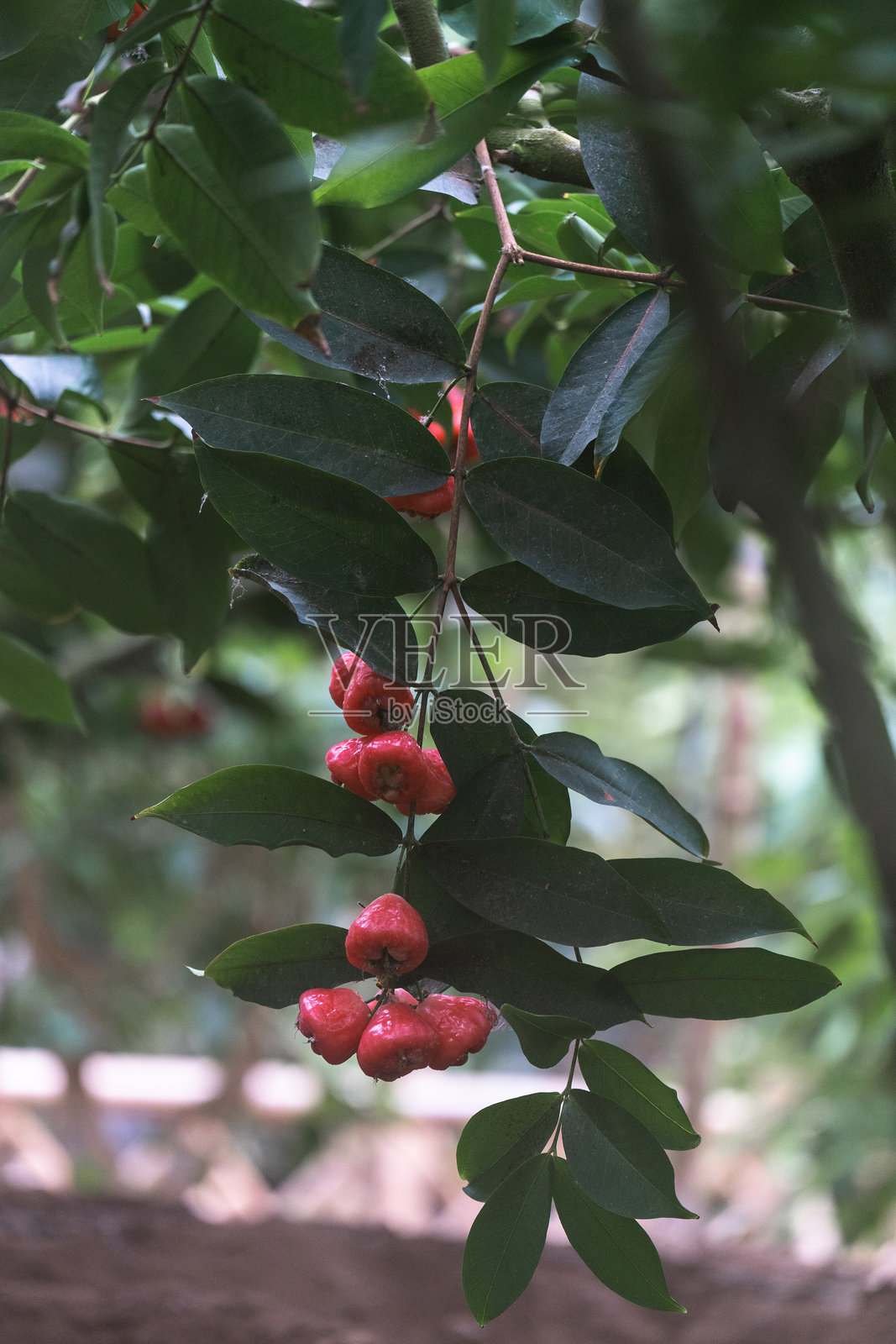 果园里生长的莲雾照片摄影图片