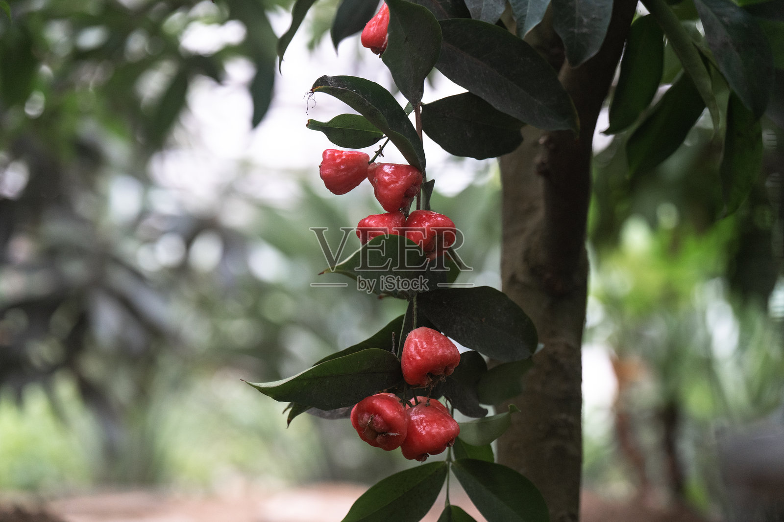 果园里生长的莲雾照片摄影图片