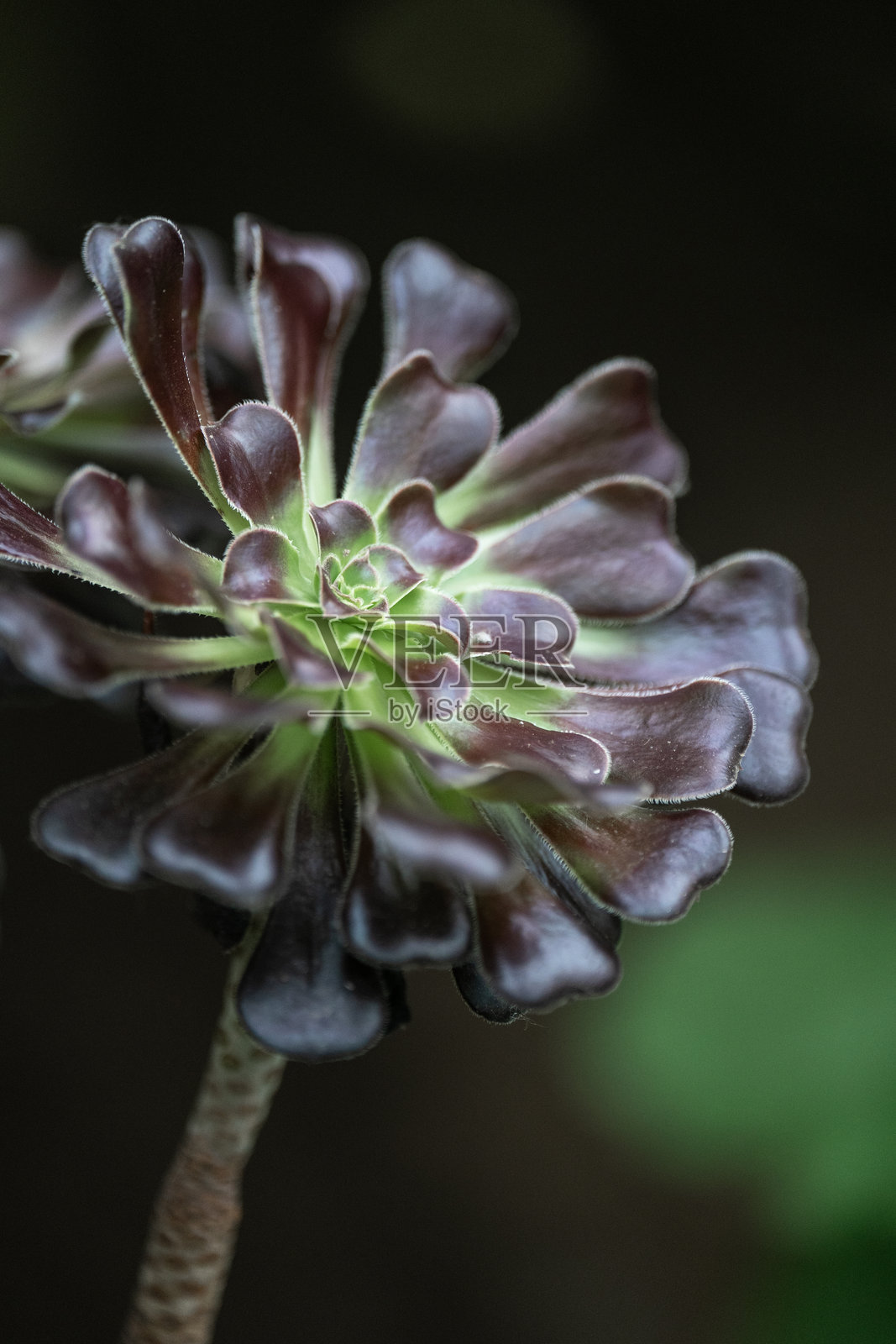 生长的黑法师照片摄影图片