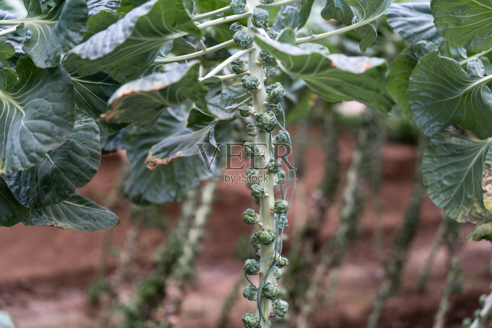 生长的抱子甘蓝照片摄影图片