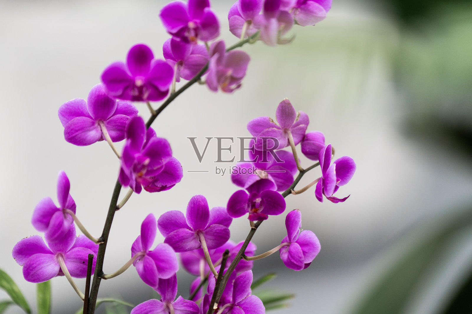 盛开的蝴蝶兰花照片摄影图片