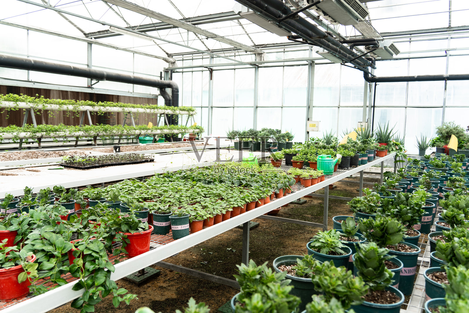 大棚盆栽技术照片摄影图片