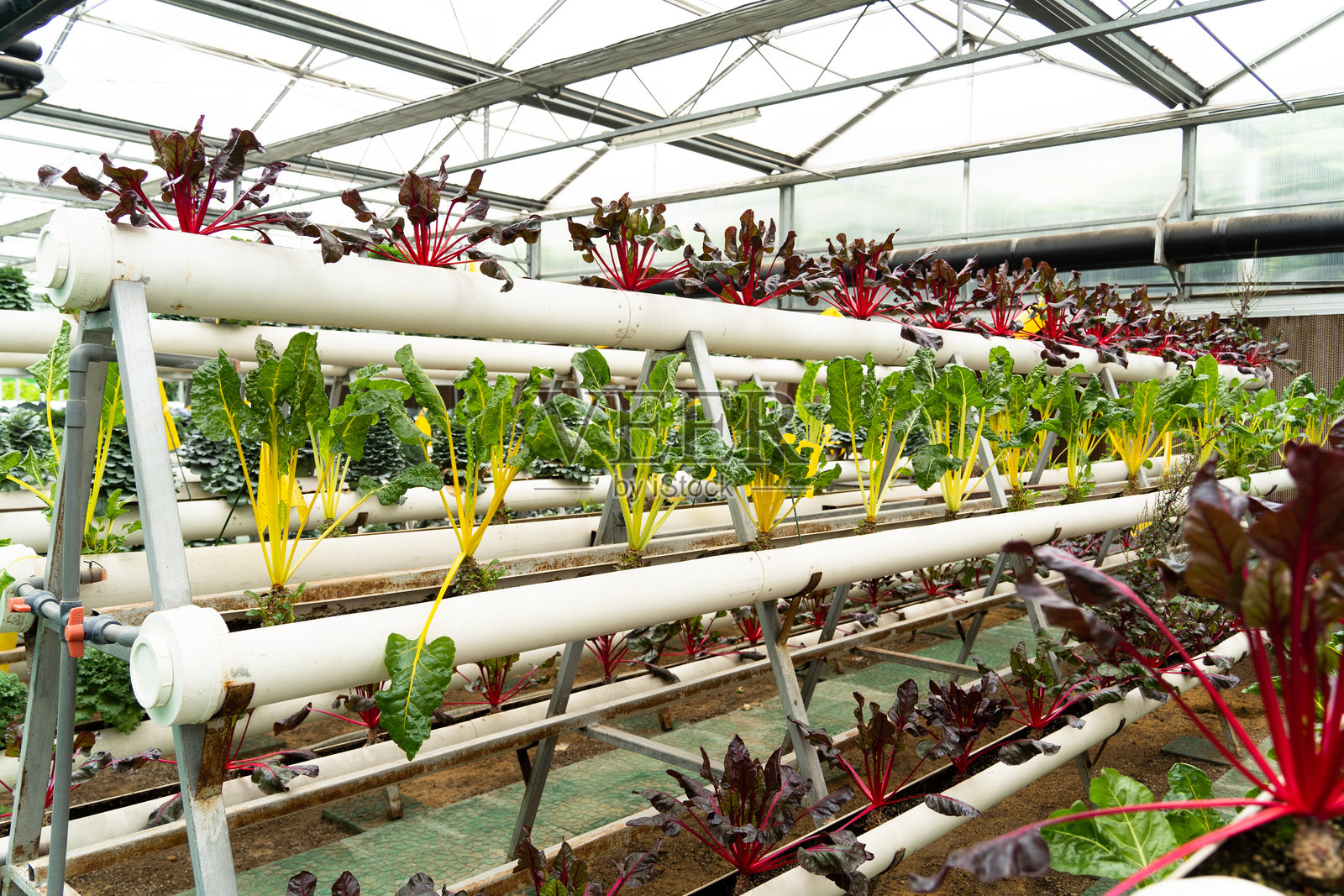 大棚管道栽培有机蔬菜照片摄影图片