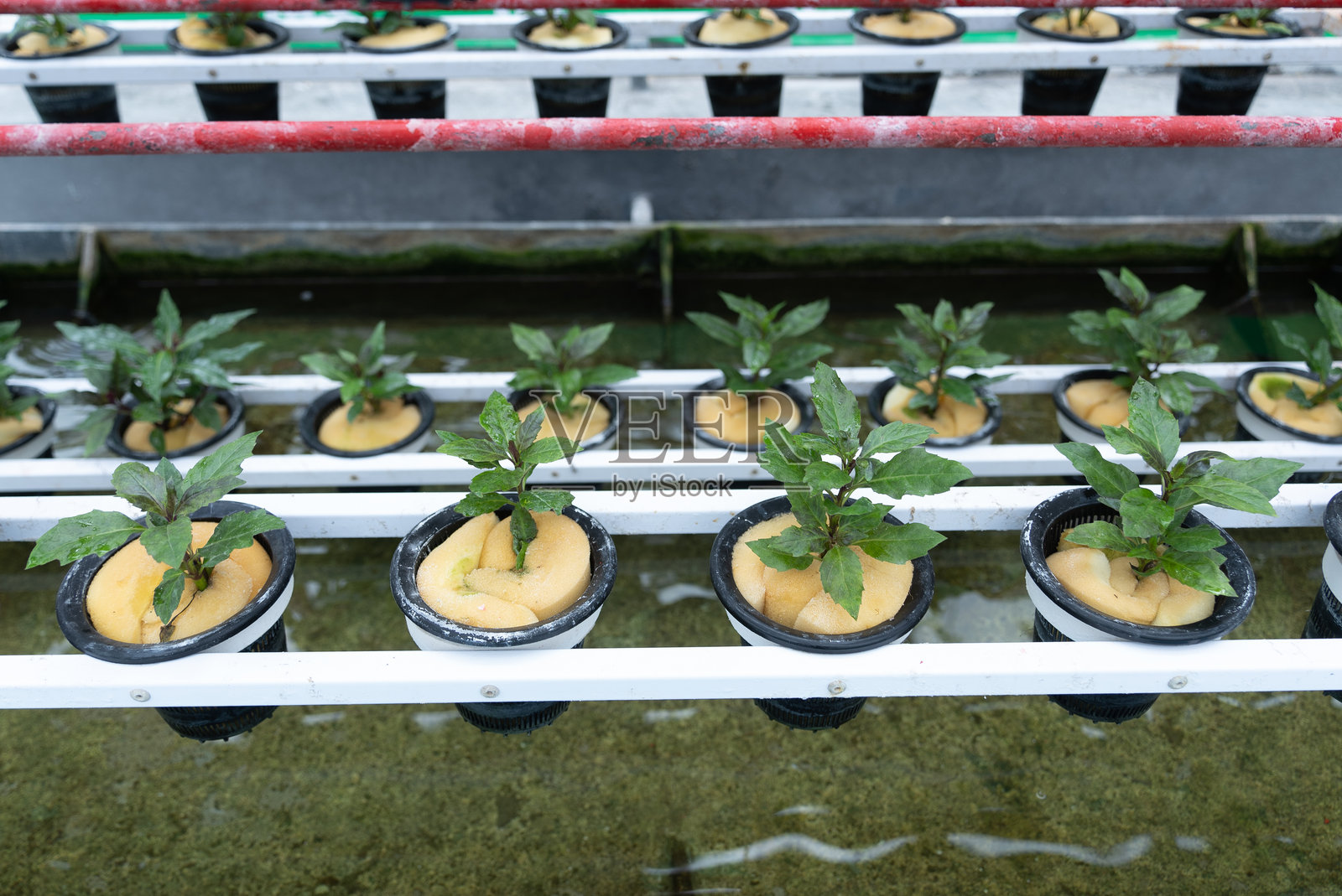 转轮栽培技术照片摄影图片