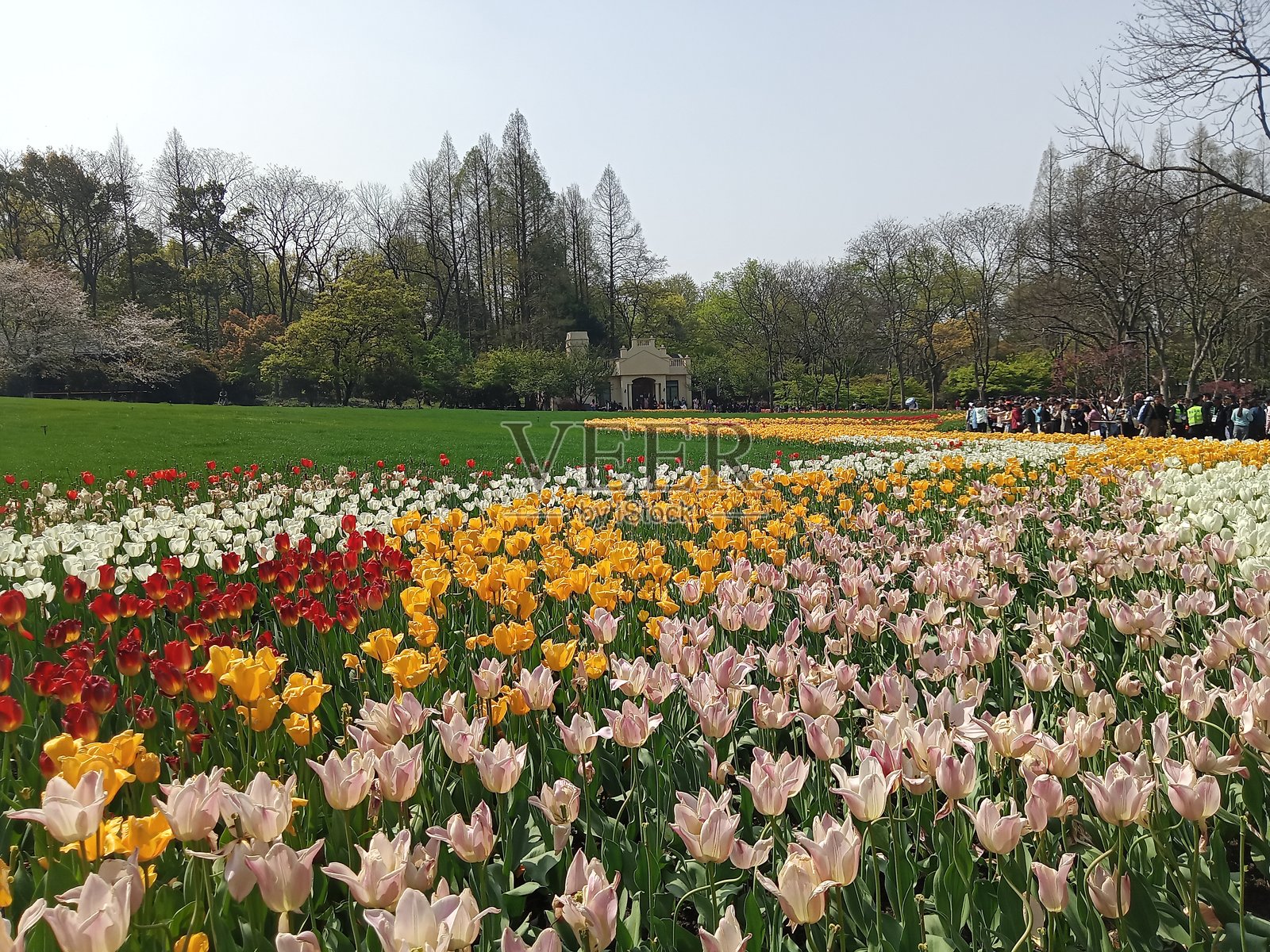 花园立盛开的郁金香照片摄影图片