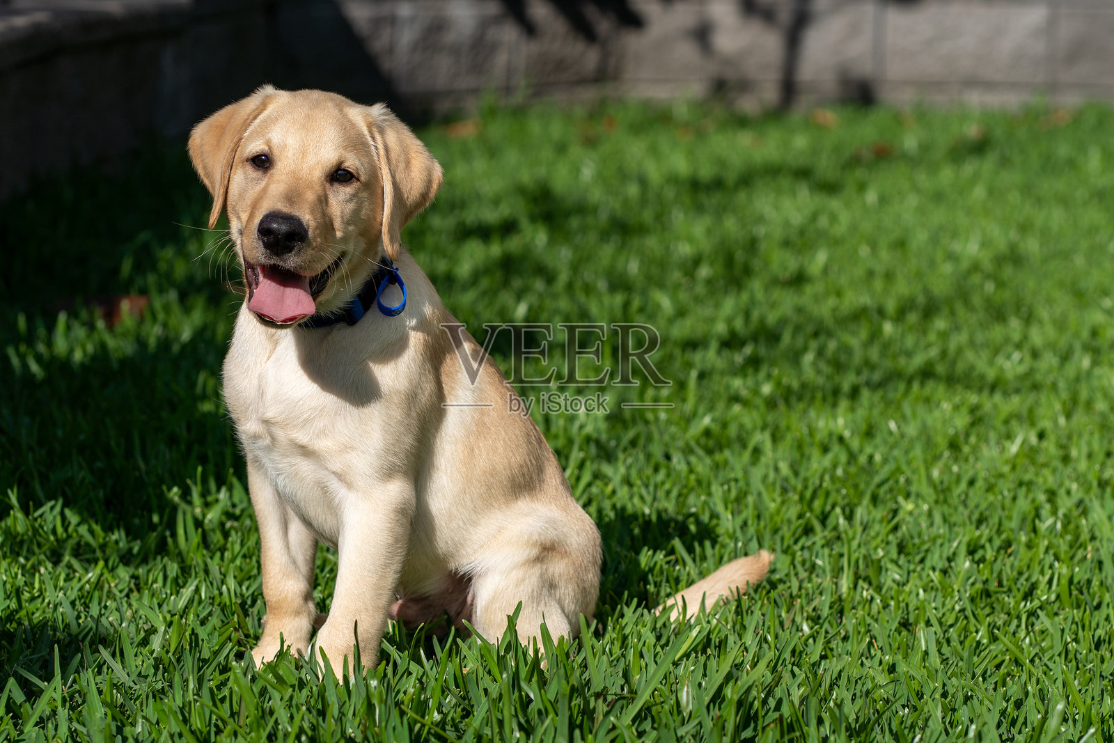 拉布拉多小狗照片摄影图片