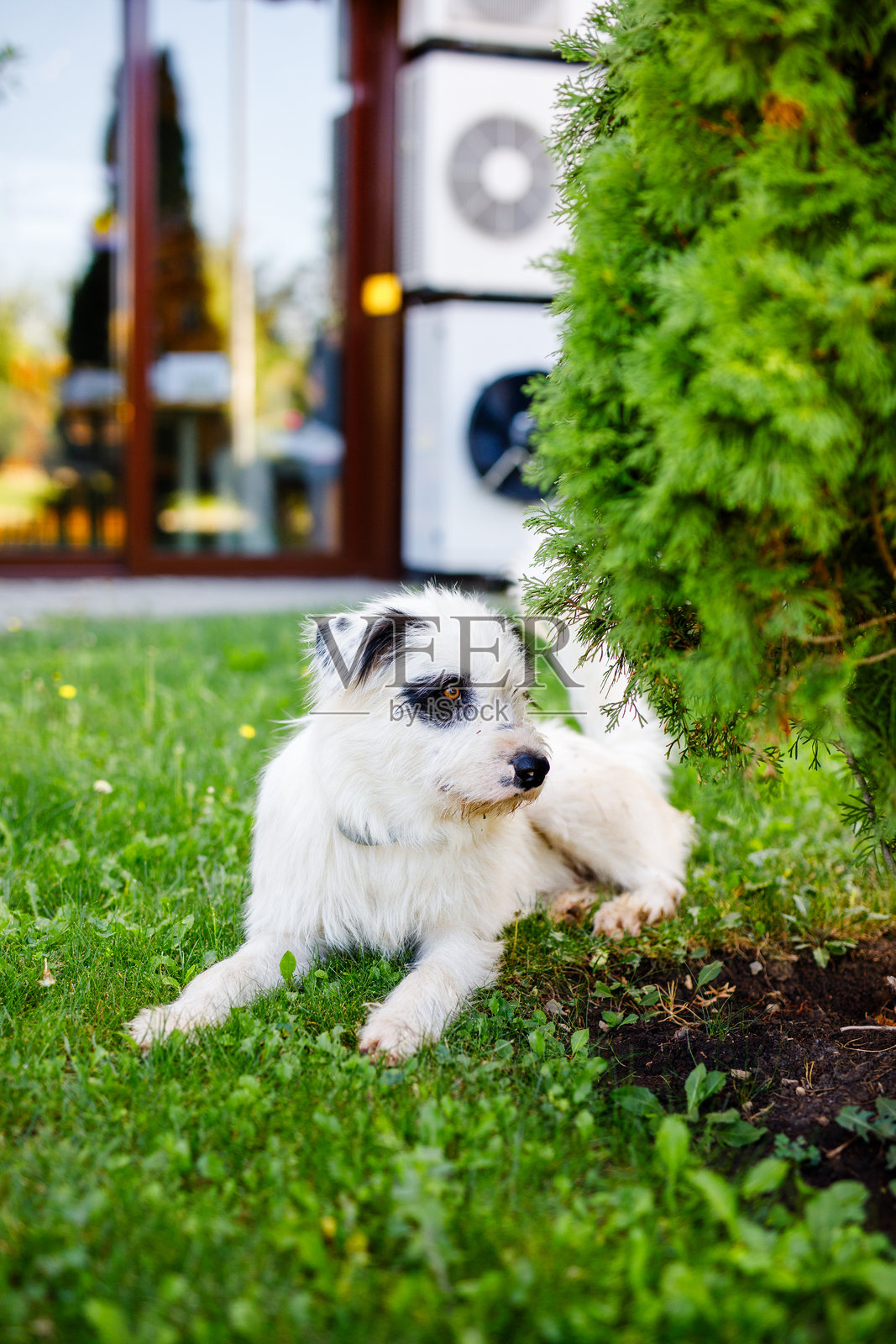 一只毛茸茸的年轻白狗,身上有黑色斑点,正在夏天的生机勃勃的绿草坪上休息。照片摄影图片