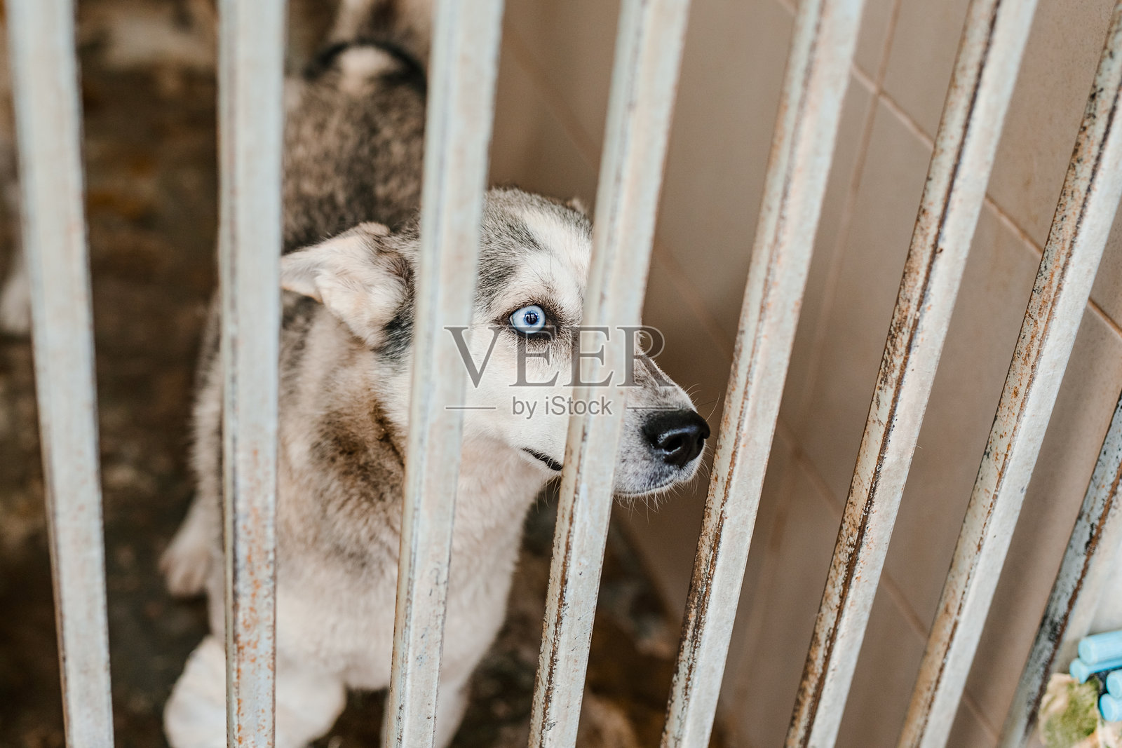 一只不快乐的流浪狗在收容所肮脏的犬舍里,忧伤地凝视着。照片摄影图片
