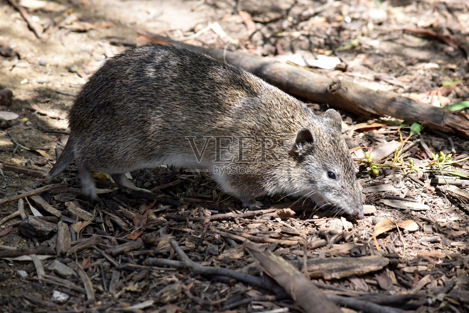 袋狸是一种灰色和棕褐色的有袋动物,外形类似于老鼠。照片摄影图片