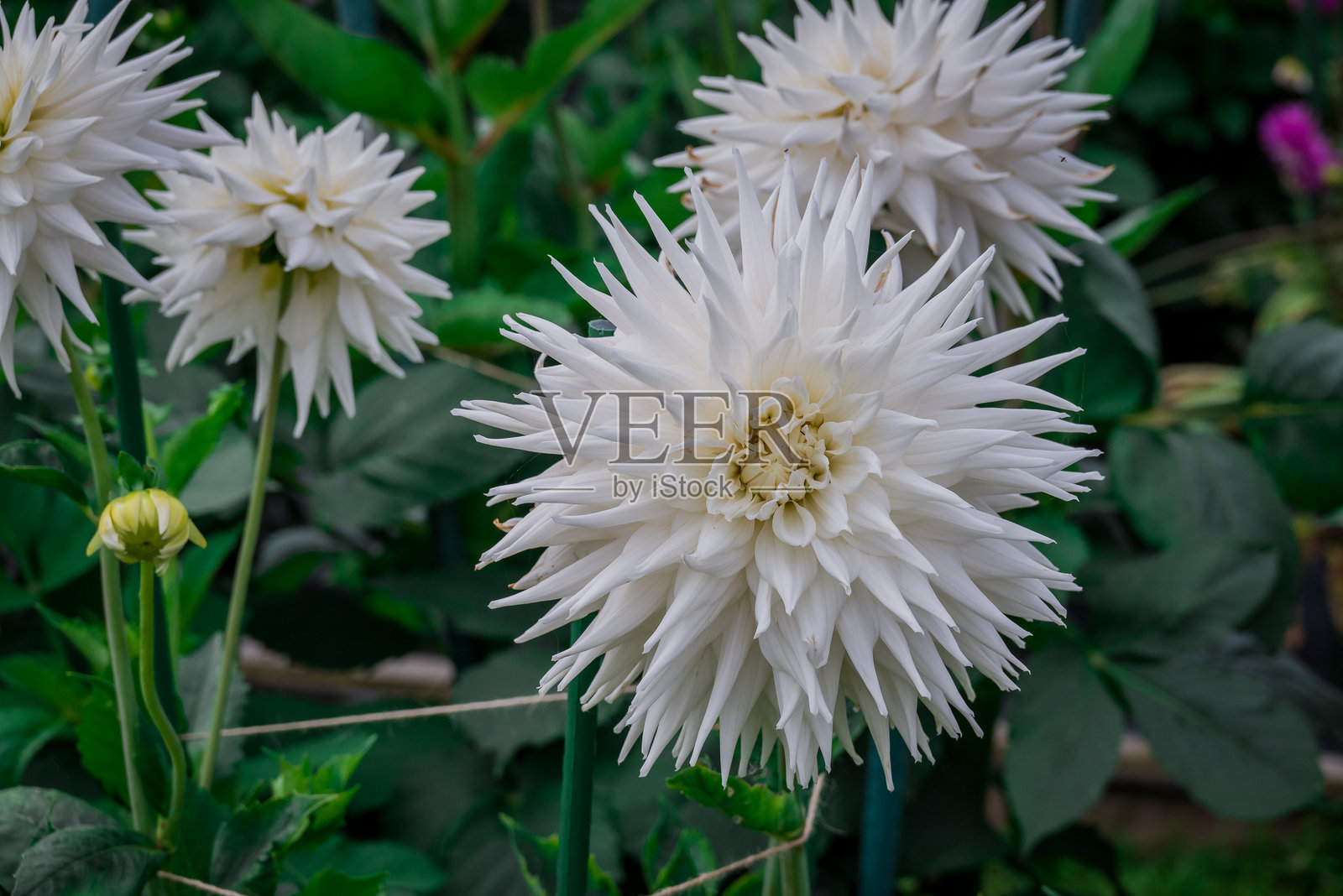 秋天花园中盛开的美丽花朵照片摄影图片
