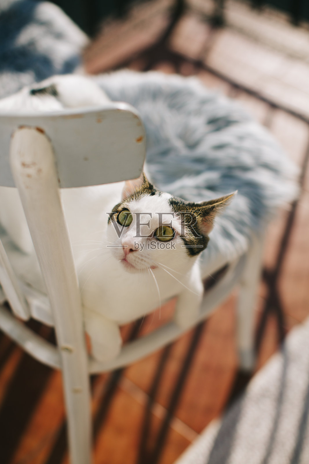 好奇的猫咪在阳光下从白色椅子后面探出头来照片摄影图片