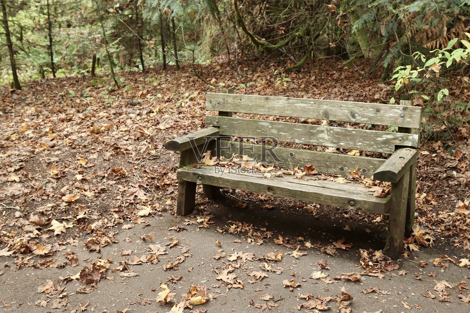 公园长椅上覆盖着飘落的树叶照片摄影图片