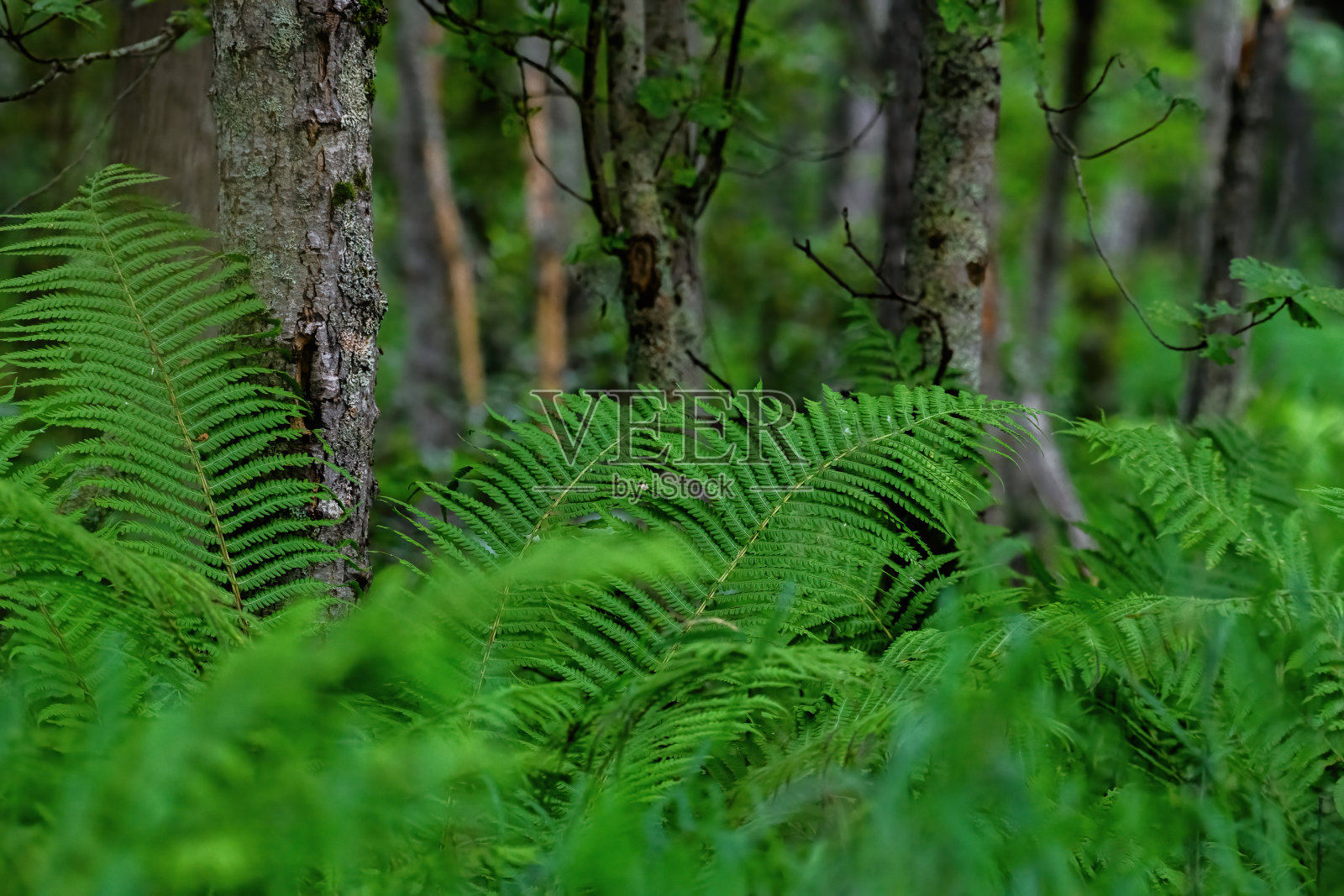 泰加林中的高大蕨类植物照片摄影图片