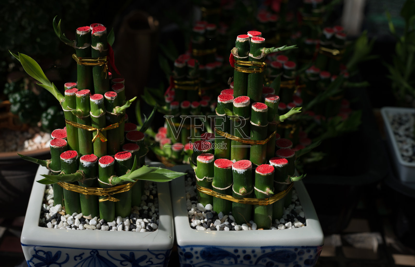 高角度视图的盆栽幸运竹在苗圃中照片摄影图片