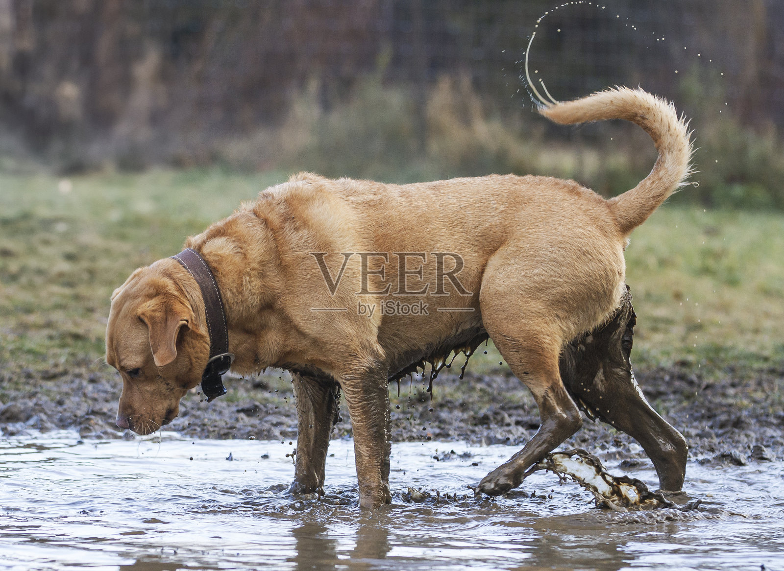 一只脏兮兮的黄色拉布拉多在泥水坑里玩耍。有人需要洗澡了。照片摄影图片