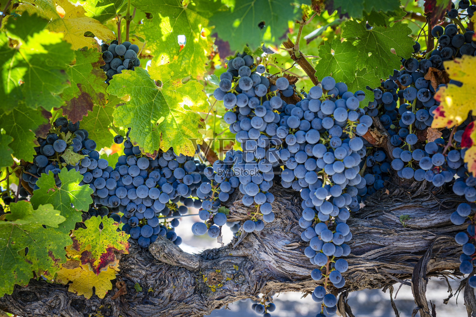 一大串红酒葡萄悬挂在葡萄园中照片摄影图片