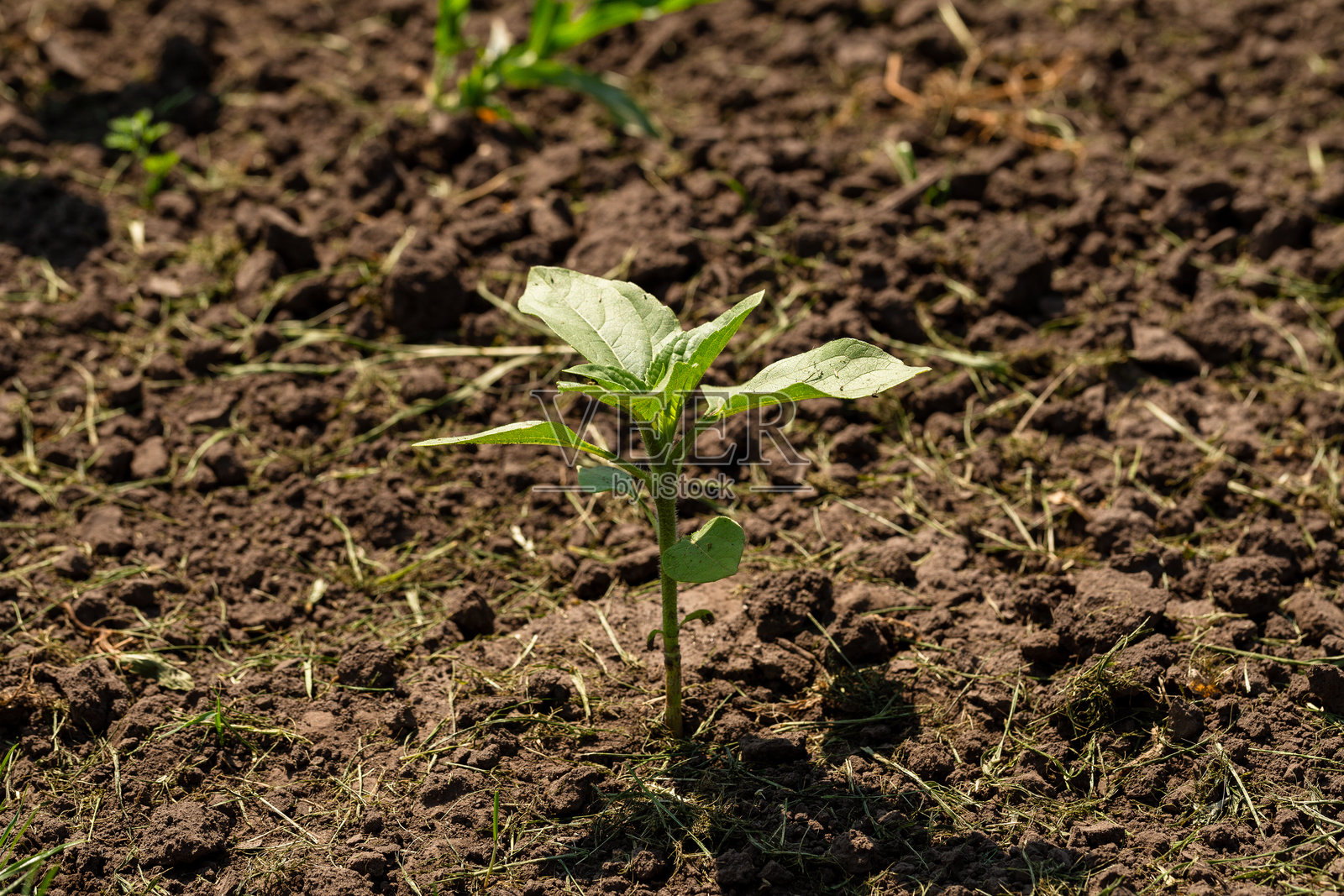 阳光照耀下的向日葵芽在肥沃的黑土上特写。农业文化概念。照片摄影图片