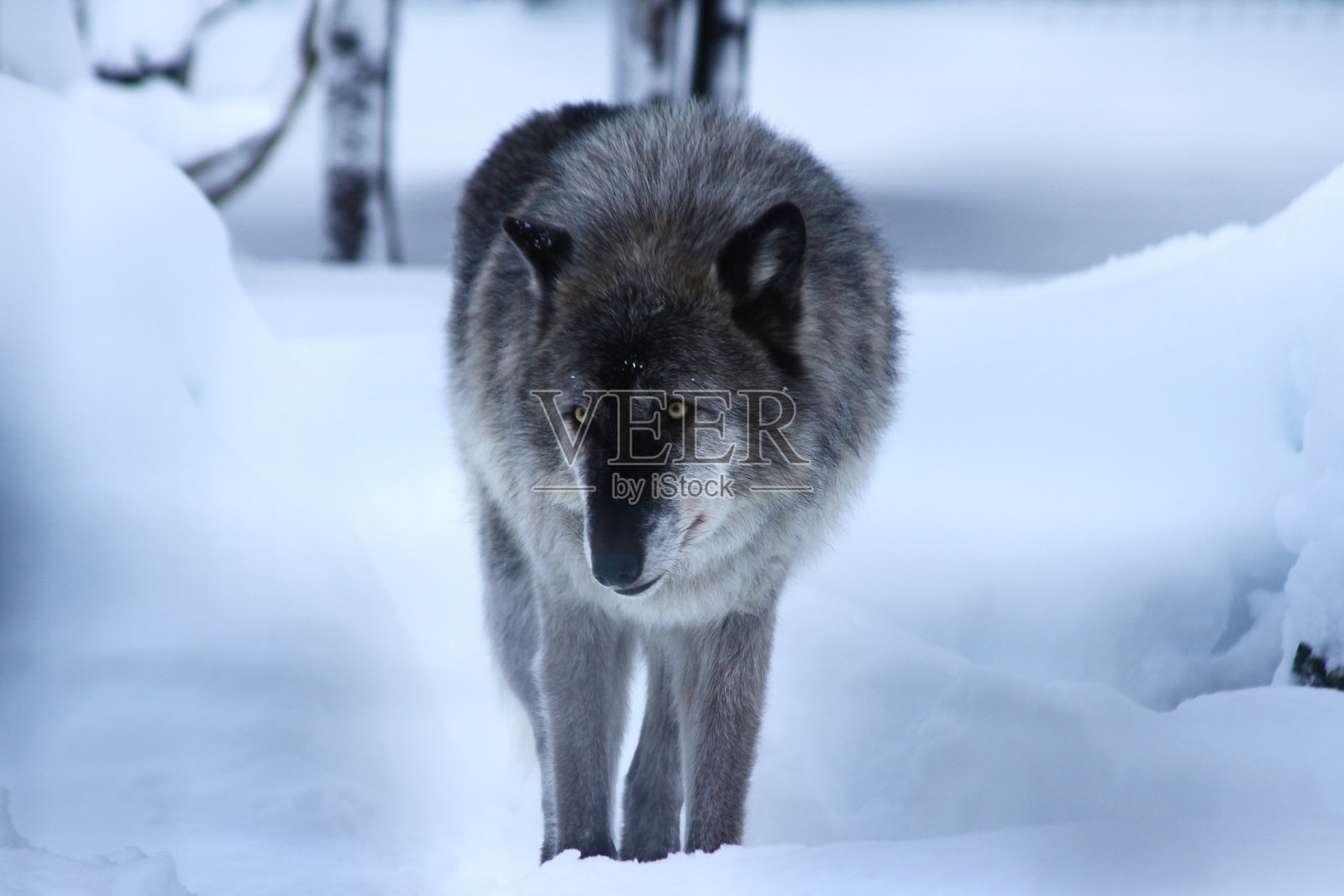 一只黄色眼睛的狼站在深雪中照片摄影图片