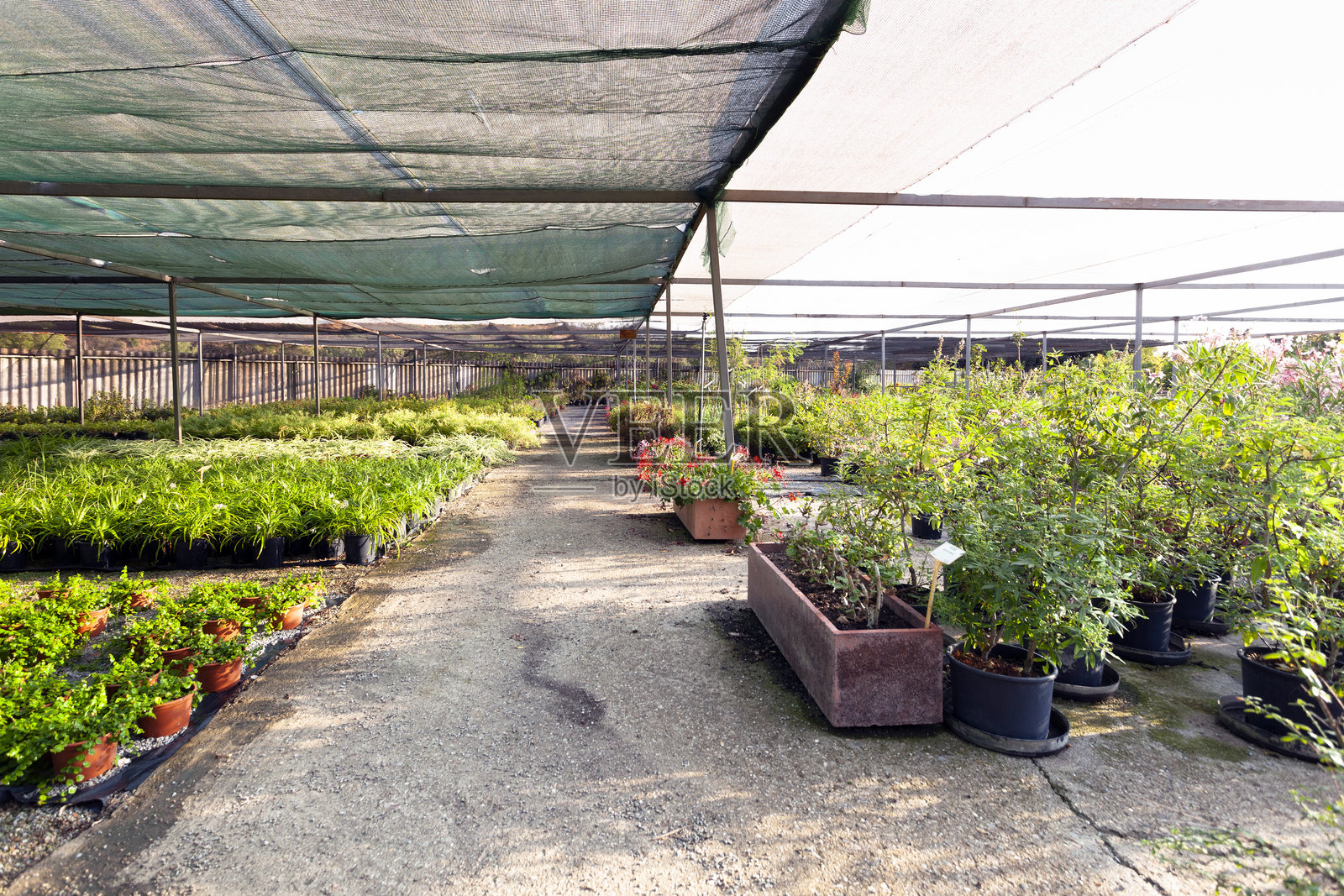 园艺中心照片摄影图片
