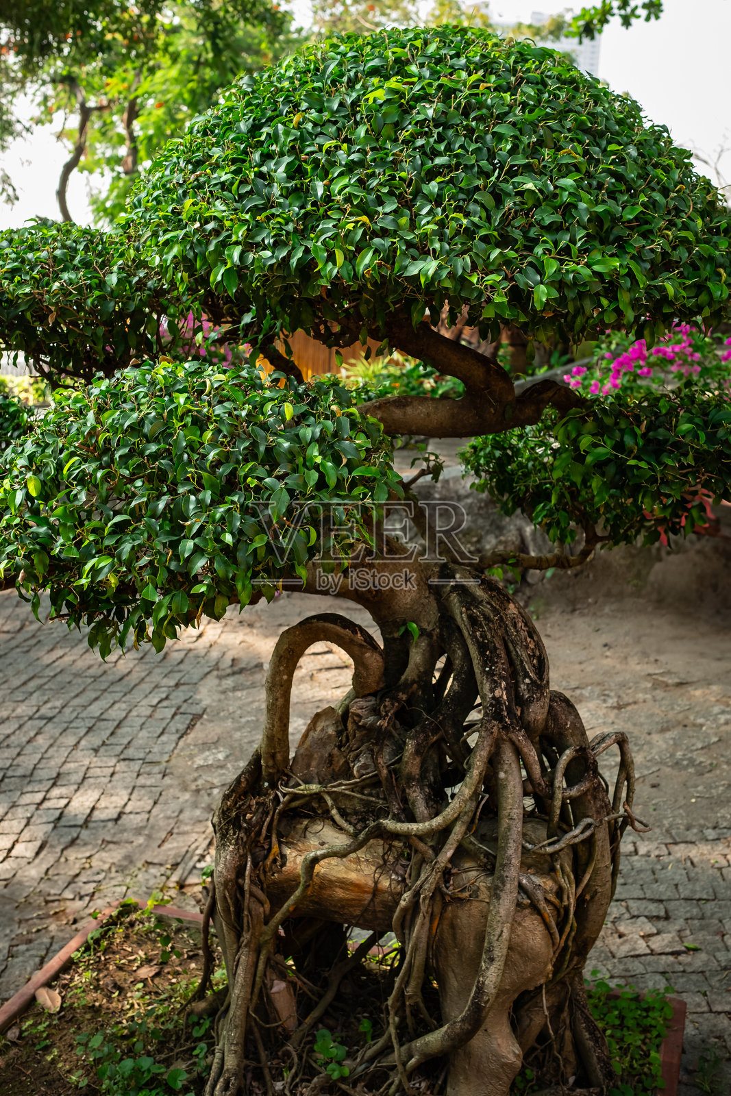 户外夏季花园中的盆栽树。盆栽花园树,树枝和树干弯曲。照片摄影图片