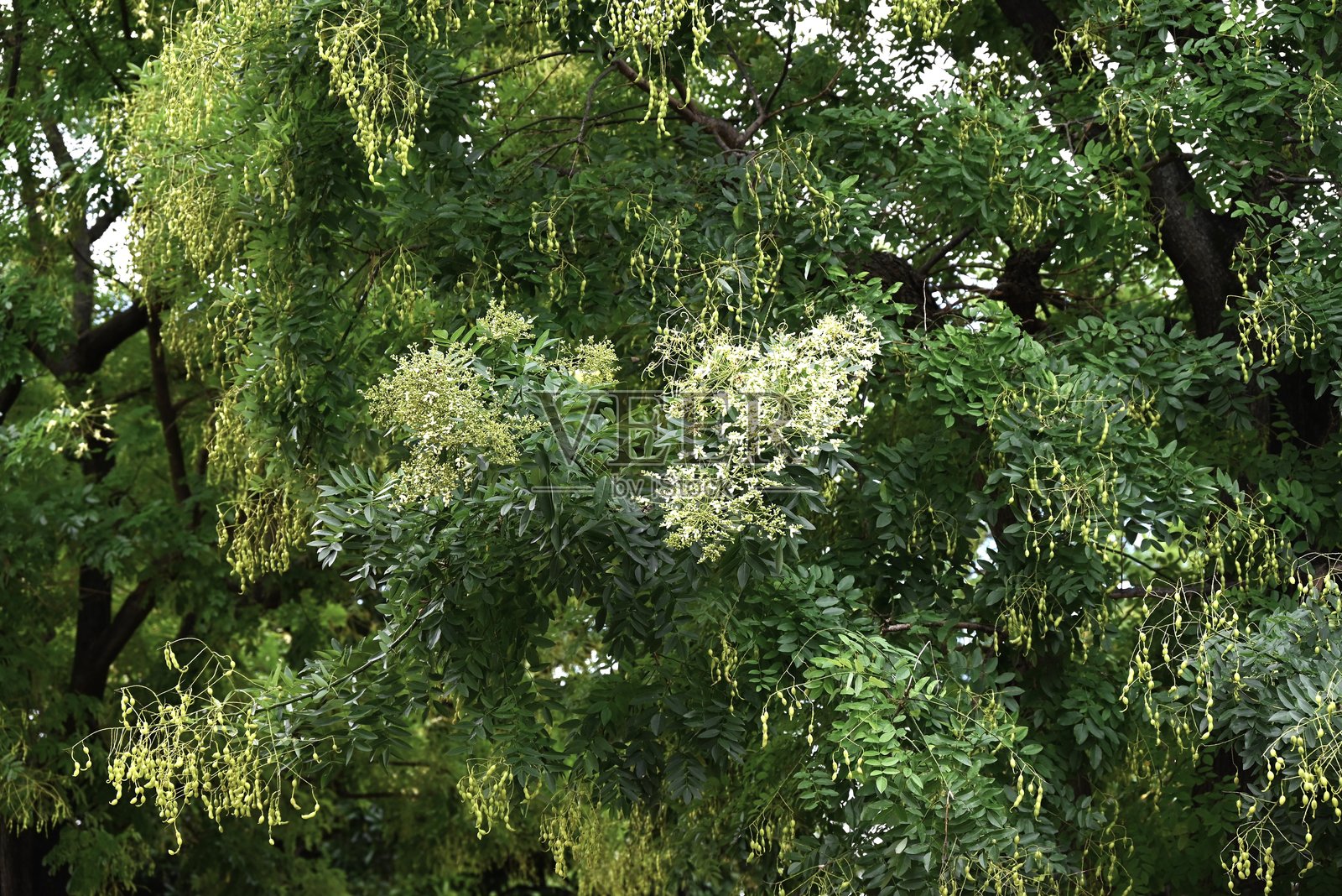 日本梧桐树。照片摄影图片