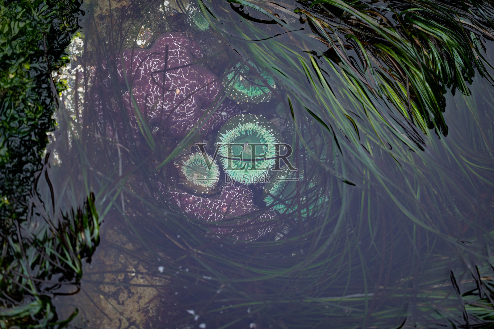 潮汐池照片摄影图片