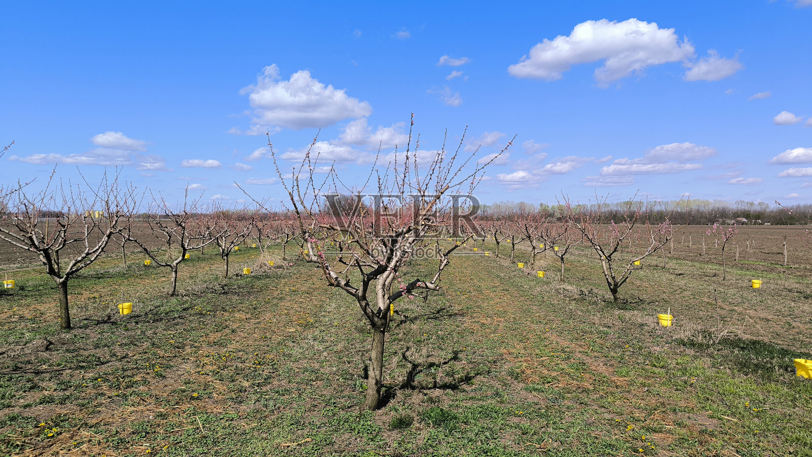 巴基彼得罗瓦茨的春季桃花园照片摄影图片