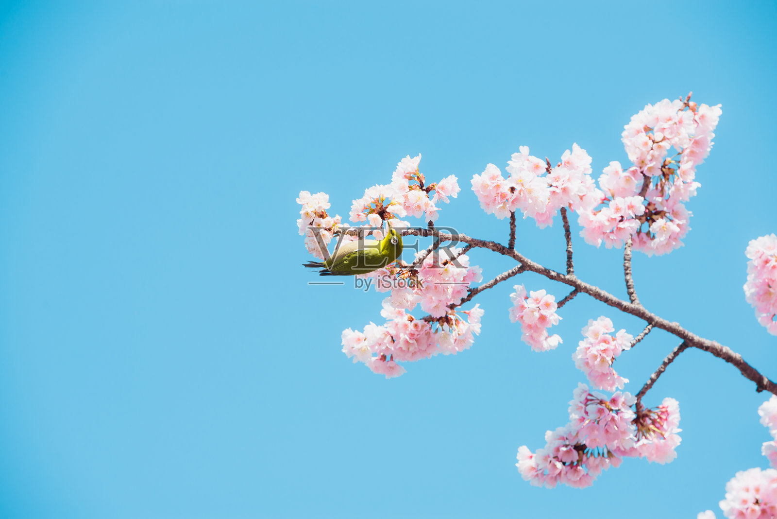 樱花与鸟,日本春季的粉色樱花。照片摄影图片