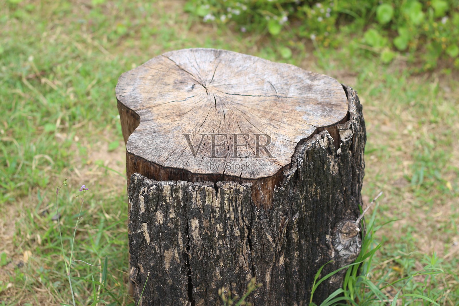 花园里的树桩照片摄影图片