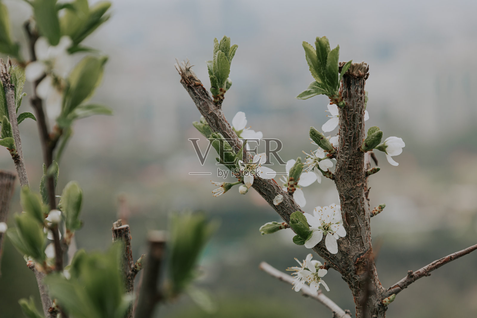 修剪开花树的枝条。小白花,绿叶。春季照料花园植物。照片摄影图片