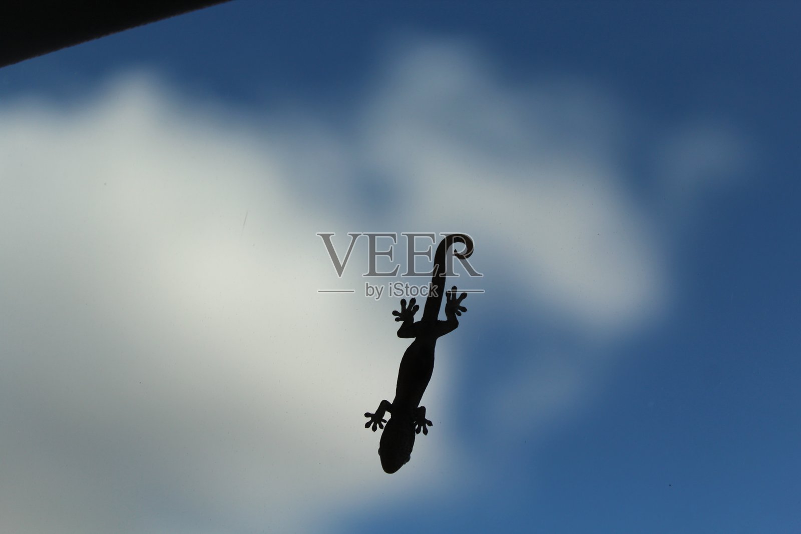 蜥蜴照片摄影图片